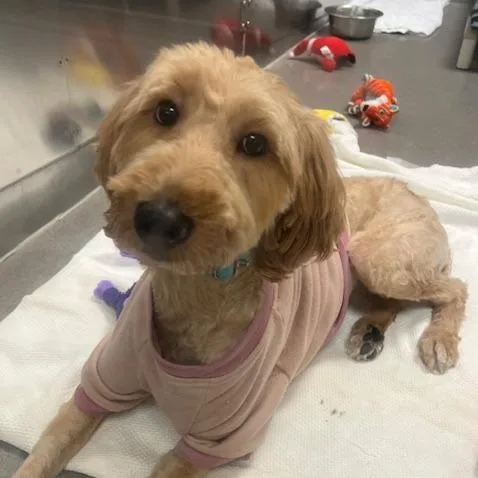 An adult medium-sized female Yellow / Tan / Blond / Fawn Golden Retriever dog named Maxine for adoption in Baltimore, MD