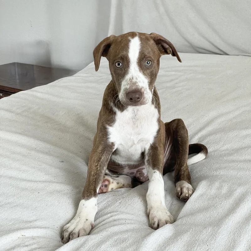 Jeter The Angel