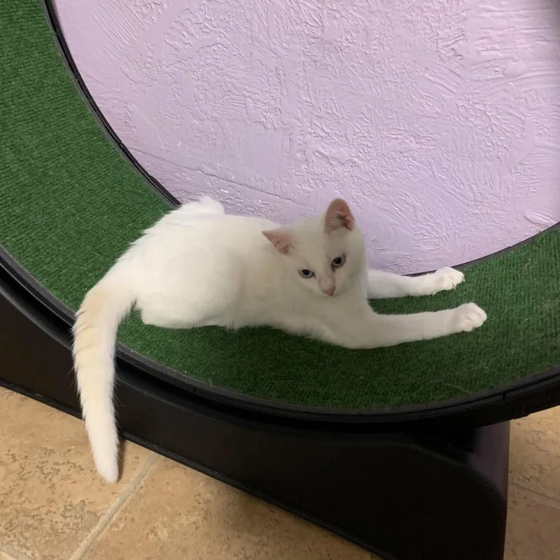 A baby medium-sized male White Domestic Short Hair cat named Angelo for adoption in Shippenville, PA