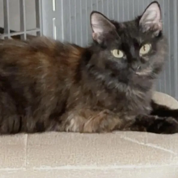 An adult medium-sized female Tortoiseshell Domestic Medium Hair cat named Penelope for adoption in Edwards, IL
