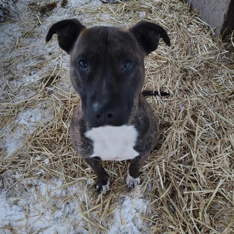 An adult medium-sized male Brindle Staffordshire Bull Terrier dog named Arthur for adoption in Jasonville, IN