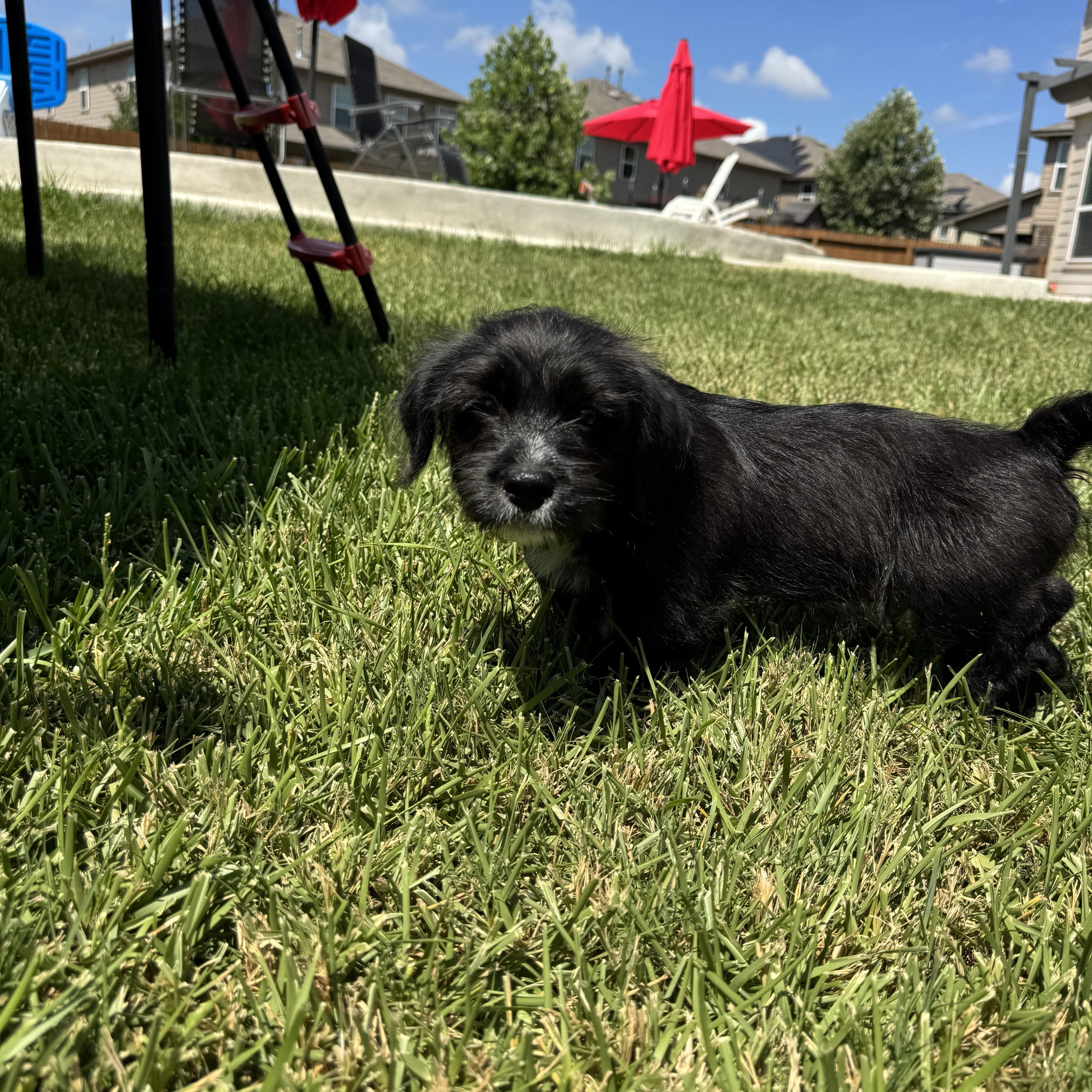 A baby medium-sized male Terrier dog named Wemby for adoption in San Antonio, TX