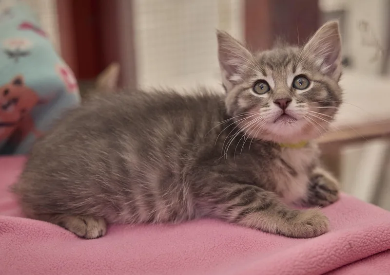 A baby medium-sized female Domestic Short Hair cat named Gracie for adoption in Santa Barbara, CA