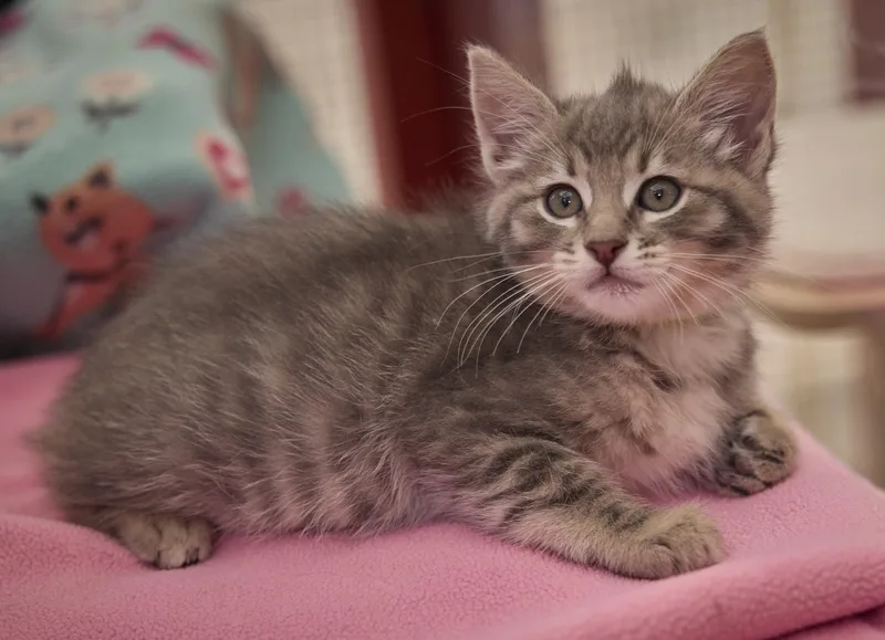 Gracie thumbnail 2