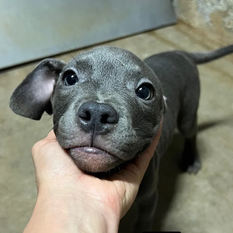 Nova