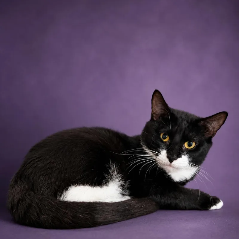An adult medium-sized male Black Domestic Short Hair cat named Visor for adoption in Binghamton, NY