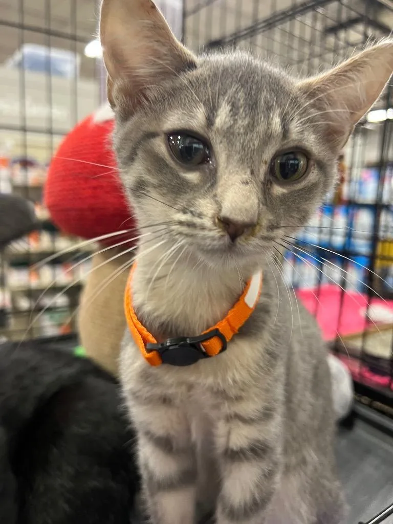 A baby large-sized female Domestic Short Hair cat named Alta for adoption in Augusta, GA