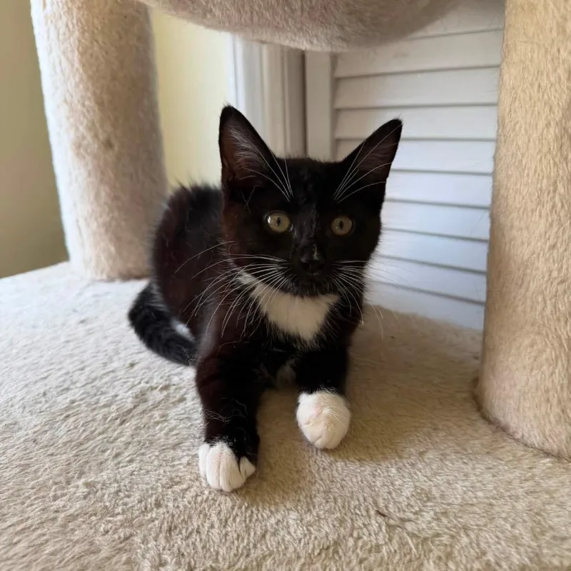 A baby small-sized female Black Domestic Short Hair cat named Luna for adoption in Long Island City, NY