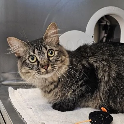 An adult small-sized female Domestic Medium Hair cat named Meatball for adoption in Scotia, NY