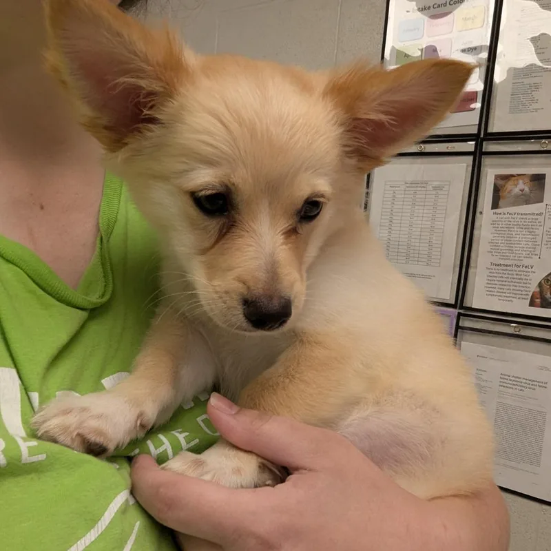 A baby small-sized male Yellow / Tan / Blond / Fawn Chihuahua dog named Wilder for adoption in Evansville, IN