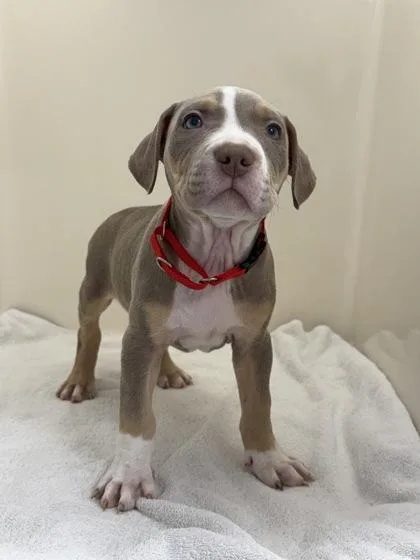 An adult medium-sized male Mixed Breed dog named Shank for adoption in West Chester, PA