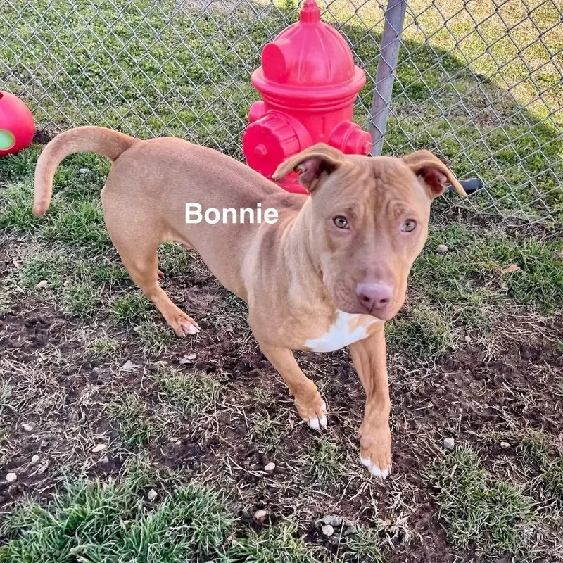 A young medium-sized female Yellow / Tan / Blond / Fawn Mixed Breed dog named Bonnie for adoption in Alexandria, VA