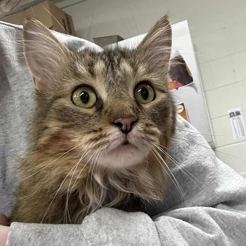 An adult large-sized female Brown / Chocolate Domestic Medium Hair cat named Rosie for adoption in Indianapolis, IN