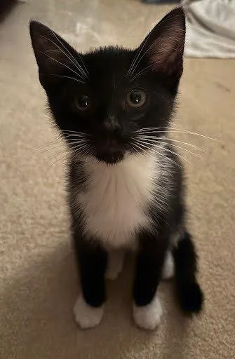 A baby small-sized male Black Domestic Short Hair cat named Mr. Moo for adoption in Raleigh, NC