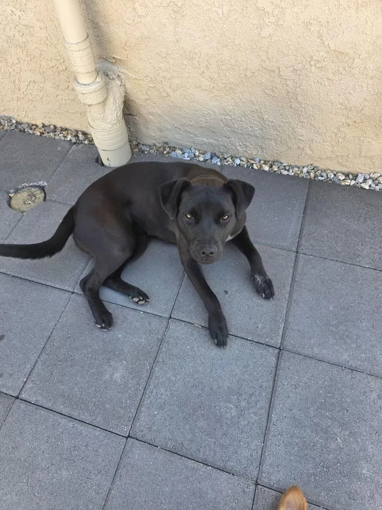 A young medium-sized female Black Labrador Retriever dog named Mila Cat Friendly Lab for adoption in Encino, CA