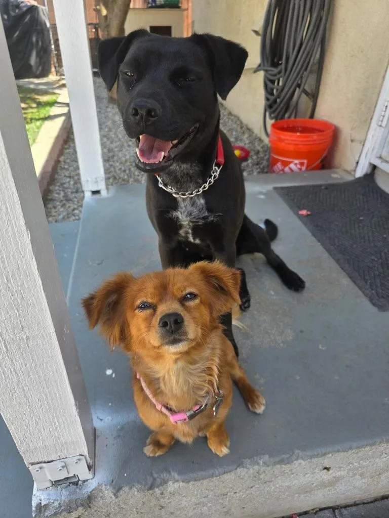 Mila Cat Friendly Lab thumbnail 2