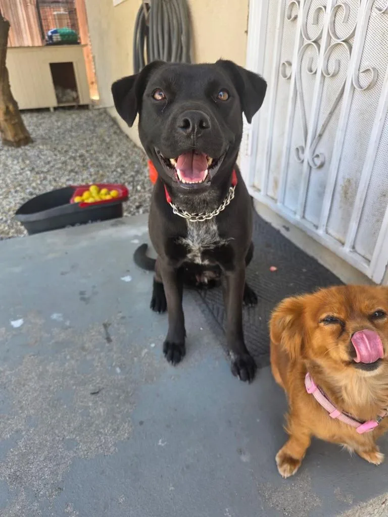 Mila Cat Friendly Lab thumbnail 3