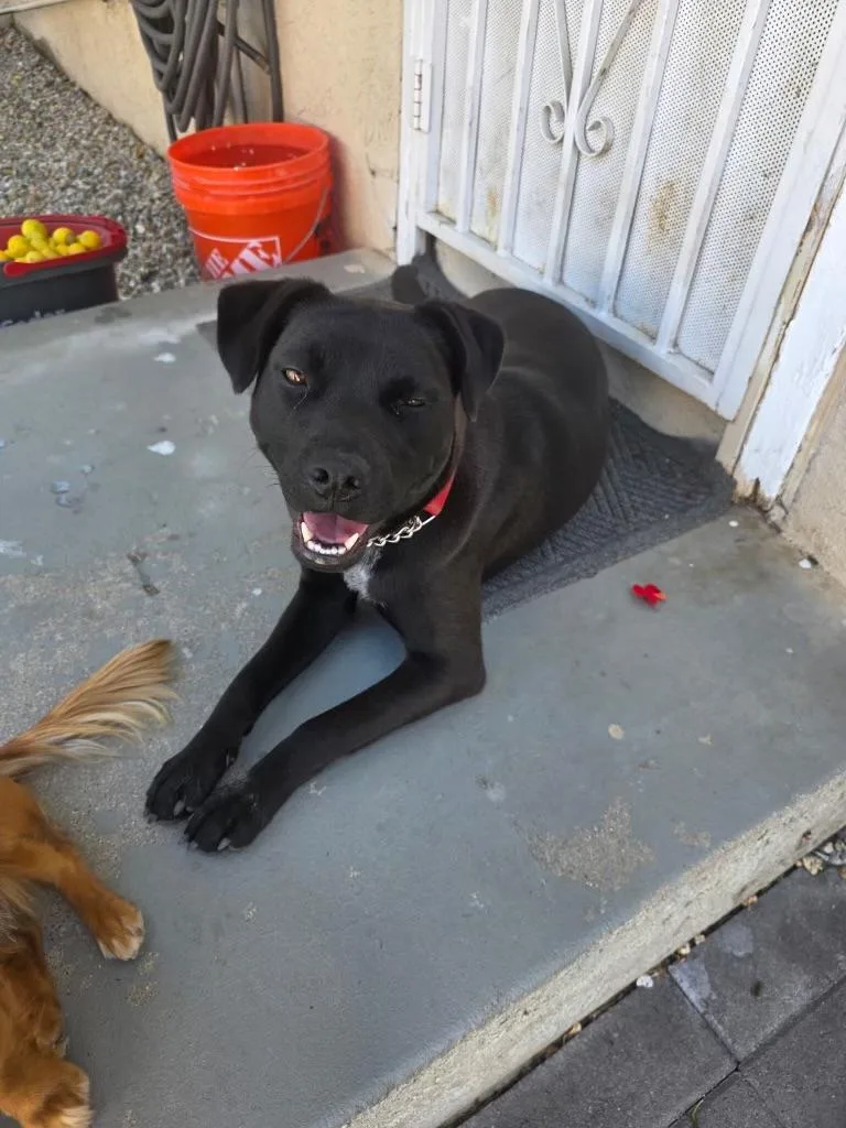 Mila Cat Friendly Lab thumbnail 4