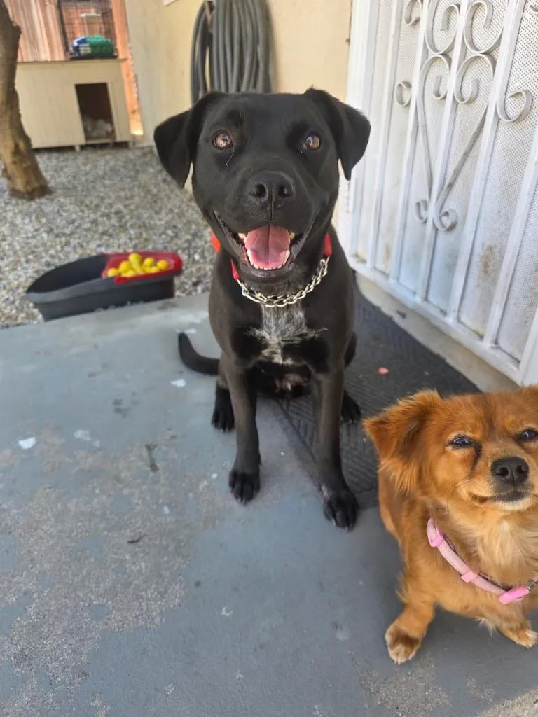Mila Cat Friendly Lab thumbnail 5