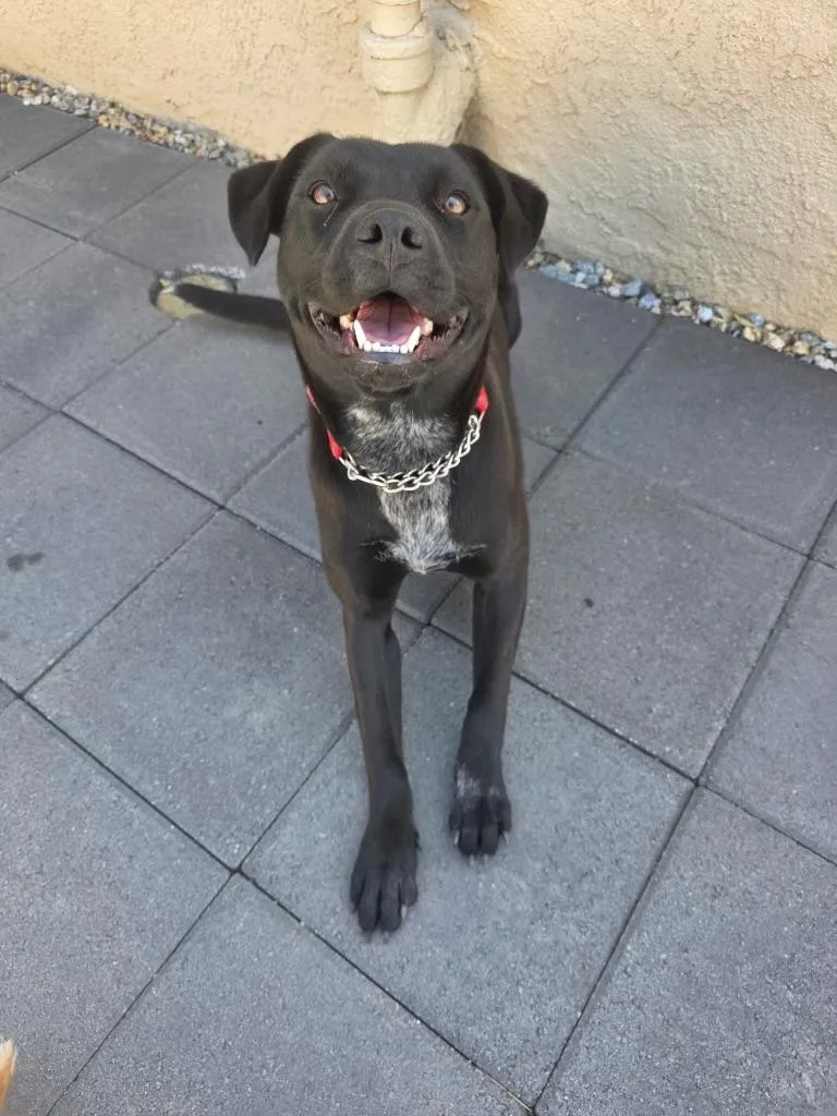 Mila Cat Friendly Lab thumbnail 6