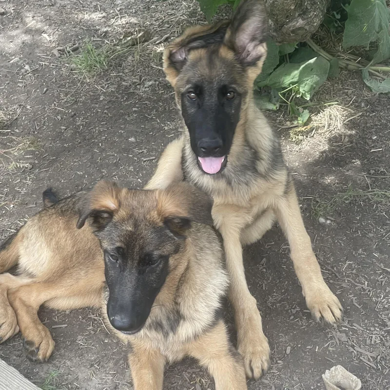 A baby large-sized male Bicolor German Shepherd Dog dog named Franz for adoption in Northlake, IL