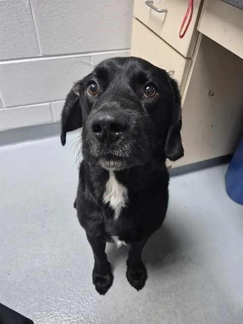 An adult large-sized male Labrador Retriever dog named Crouton for adoption in Saint Cloud, FL