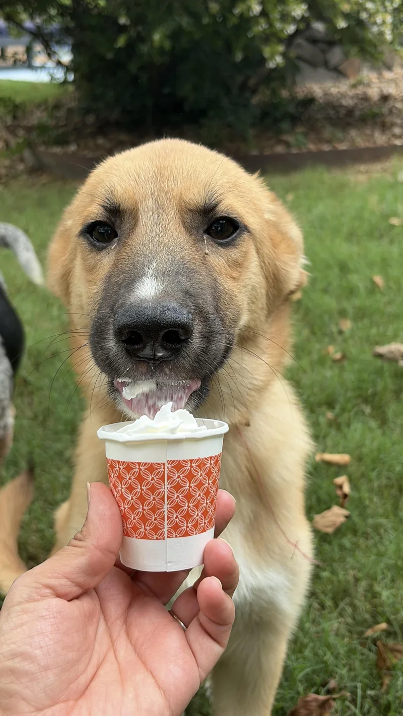 Bagel