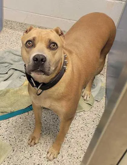 An adult large-sized female Yellow / Tan / Blond / Fawn Pit Bull Terrier dog named Patina for adoption in Kansas City, MO