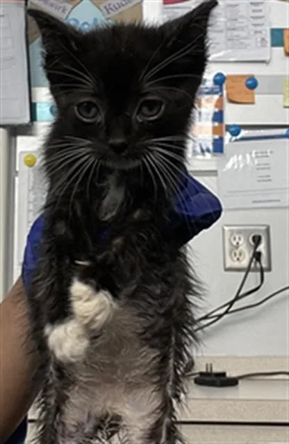 A baby medium-sized male Domestic Short Hair cat named Bucky for adoption in Dallas, TX