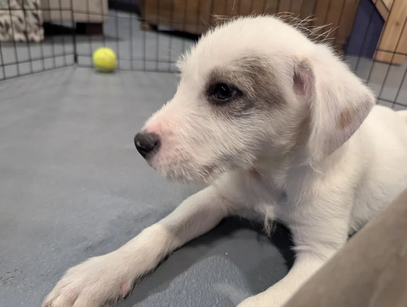 A baby medium-sized male Schnauzer dog named Benedict for adoption in Sparta, NJ