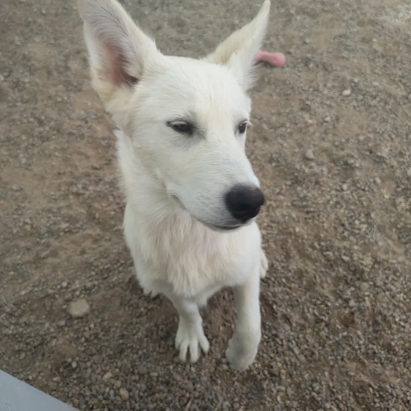 A young medium-sized male Yellow / Tan / Blond / Fawn German Shepherd Dog dog named Toby for adoption in Parker, AZ
