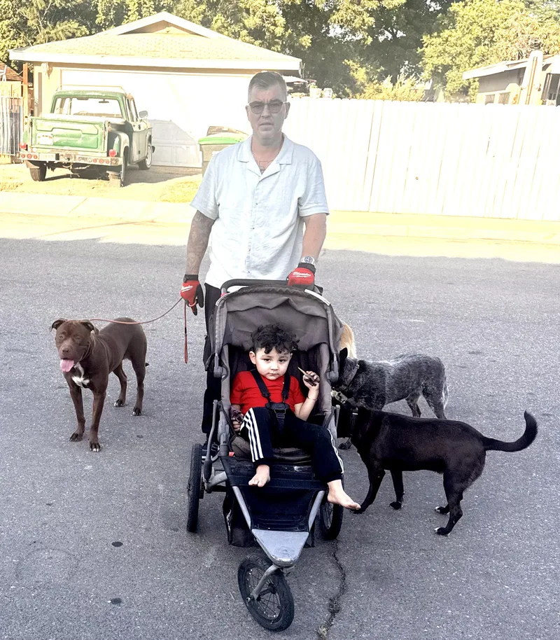 A young medium-sized female Pit Bull Terrier dog named Autumn for adoption in Woodland Hills, CA