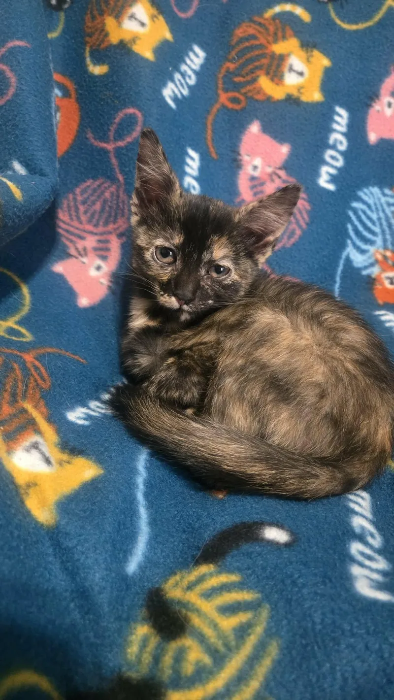 A baby medium-sized female Domestic Short Hair cat named Lizzie for adoption in hinckley, IL