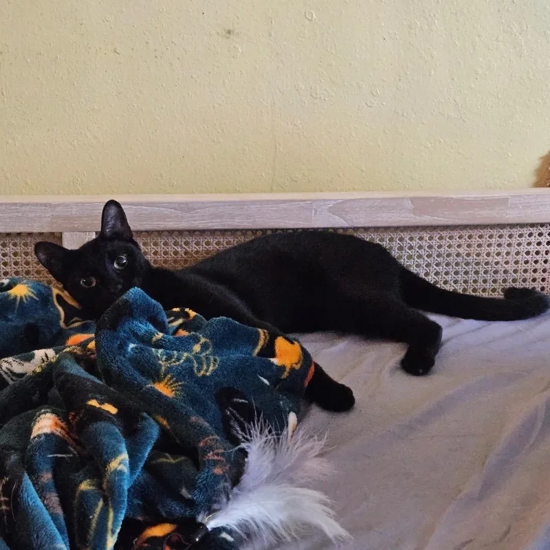A young small-sized female Black Domestic Short Hair cat named Zoe for adoption in Long Beach, CA