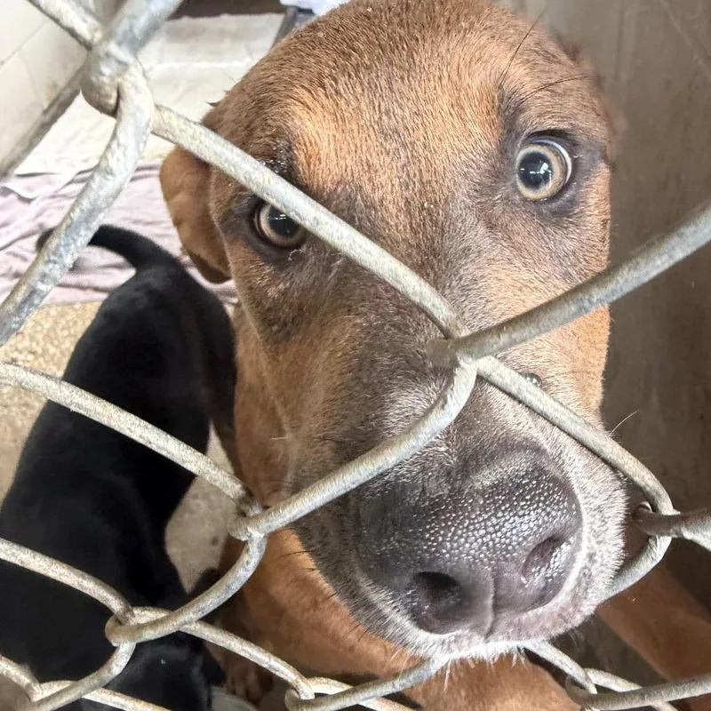 A baby medium-sized male Mixed Breed dog named Granite for adoption in Lake Panasoffkee, FL