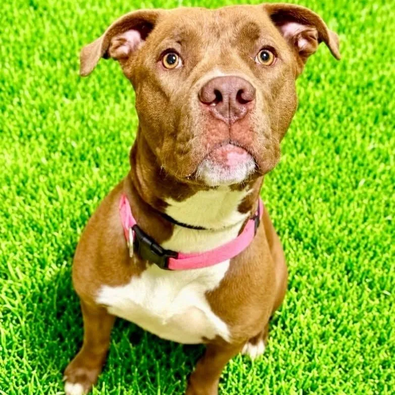 A baby large-sized female Red / Chestnut / Orange Terrier dog named Scarlet for adoption in Battle Creek, MI