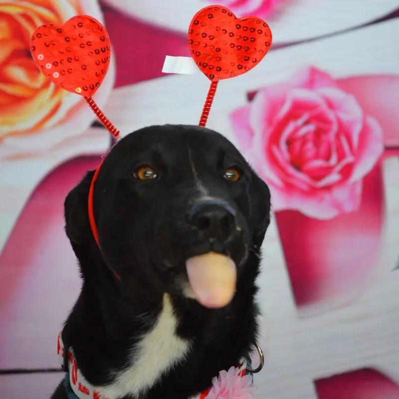 An adult medium-sized female Black Labrador Retriever dog named Ruby JuM for adoption in Austin, TX