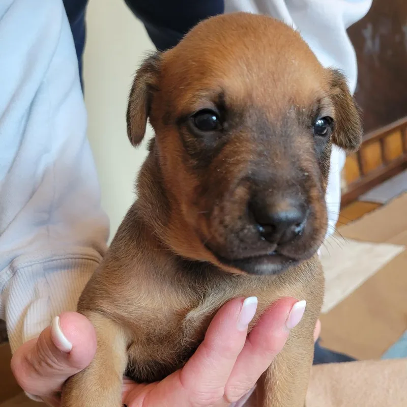 A baby small-sized male Brown / Chocolate Labrador Retriever dog named Brandon for adoption in Austin, TX