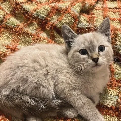 A baby small-sized male Flame Point Domestic Short Hair cat named Casey for adoption in Upland, CA