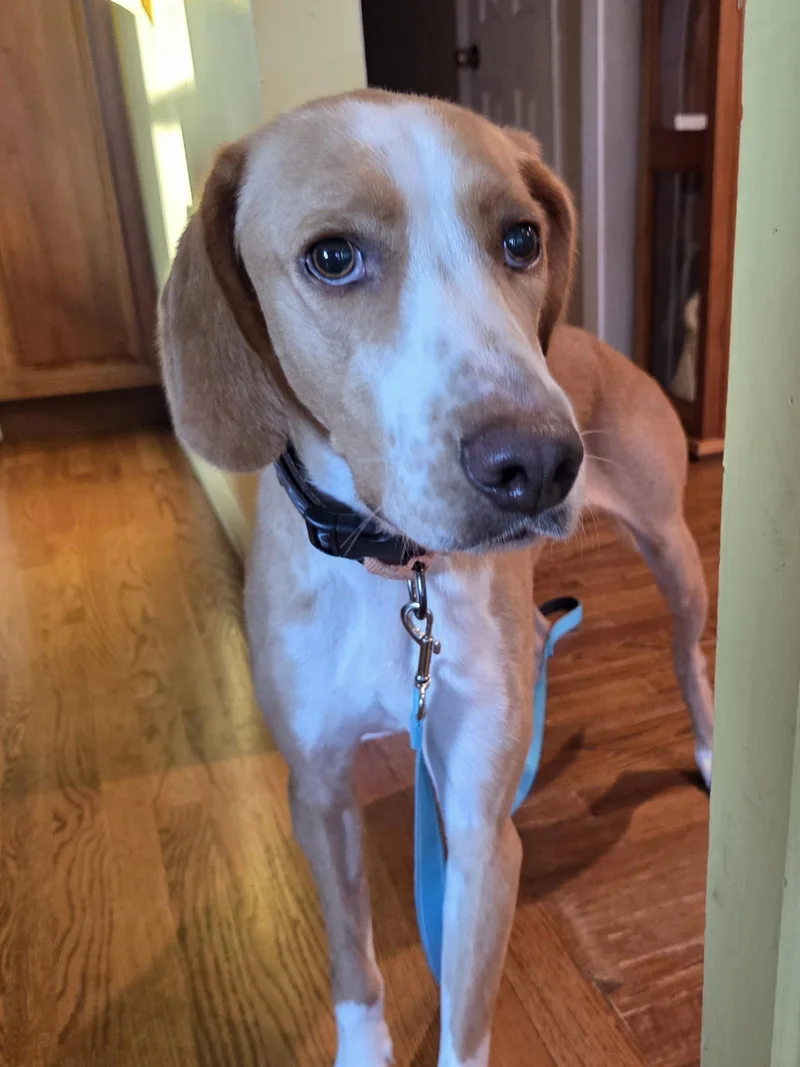 An adult medium-sized male Mixed Breed dog named Hank for adoption in Holbrook, NY