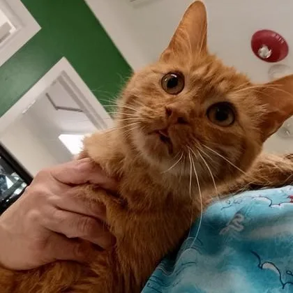 A young medium-sized male Tabby (Orange / Red) Domestic Short Hair cat named Charbo for adoption in Athens, GA