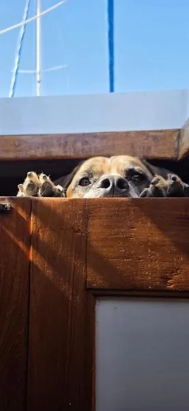 A young large-sized male Pit Bull Terrier dog named Spackle for adoption in San Diego, CA