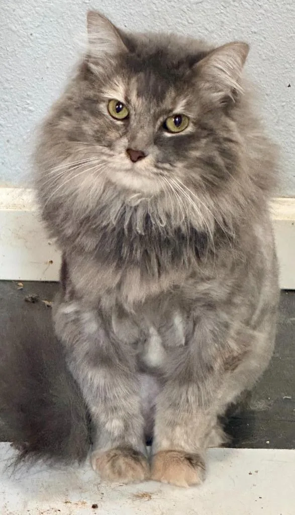 An adult small-sized female Siamese cat named Fluff Monster for adoption in New Braunfels, TX