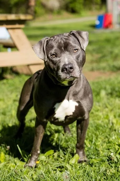 An adult medium-sized female Mixed Breed dog named Maddie for adoption in West Chester, PA