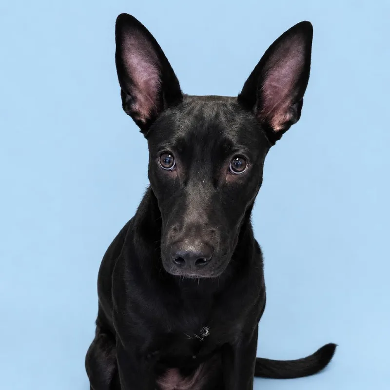 A young medium-sized male Shepherd dog named Jimothy for adoption in Concord, NC