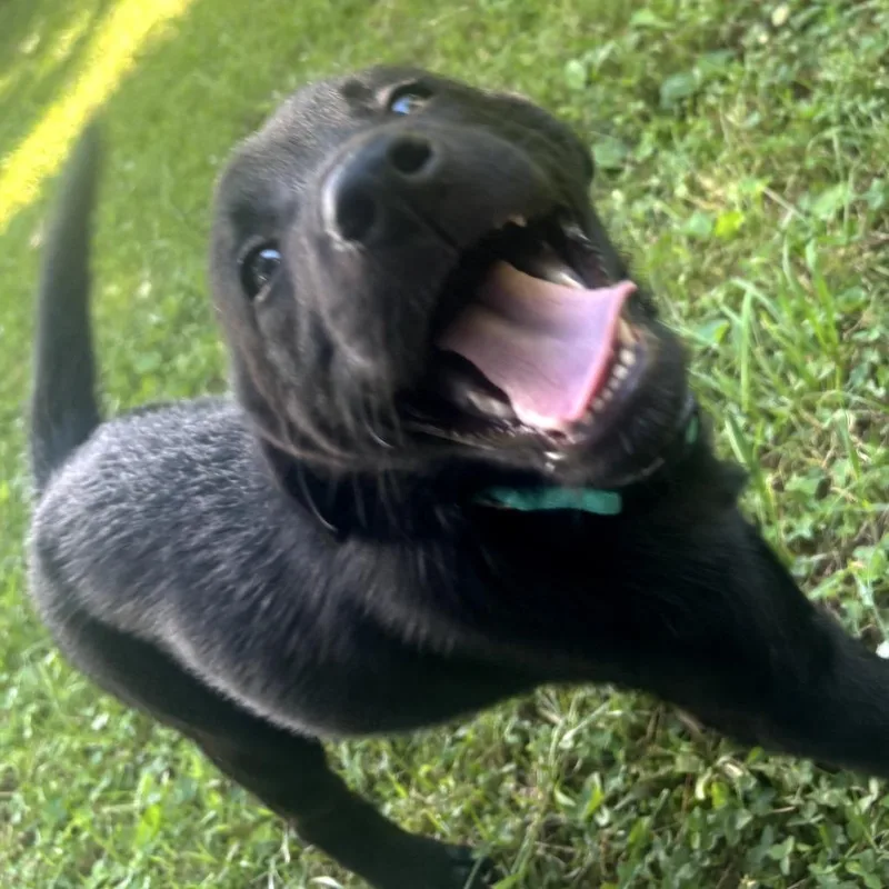 A baby medium-sized female Black Labrador Retriever dog named Pearl for adoption in Lenoir, NC