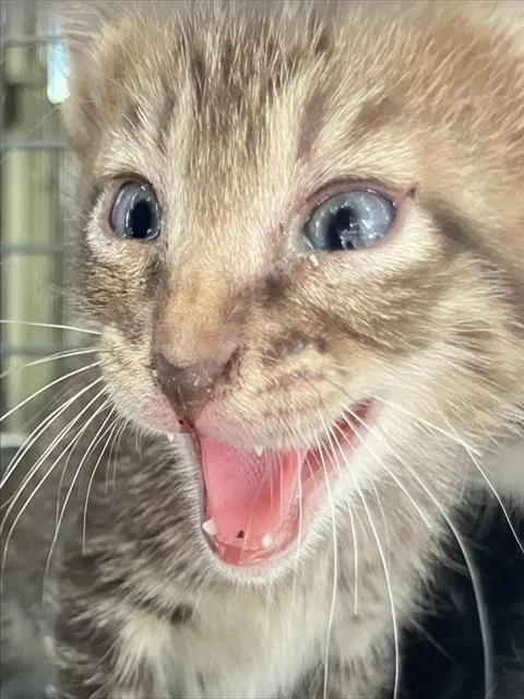 A baby small-sized male Domestic Short Hair cat named Bart for adoption in Dallas, TX