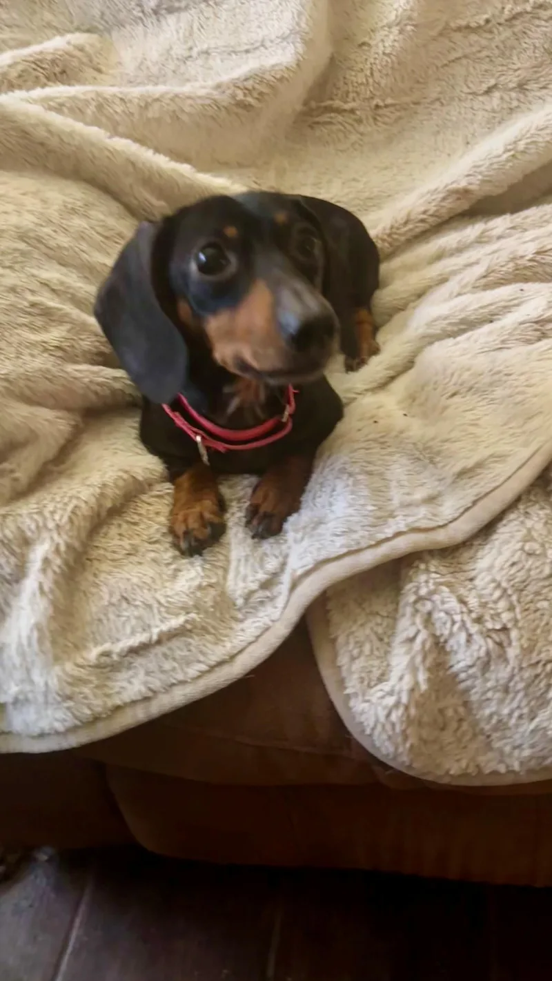 Phoebe