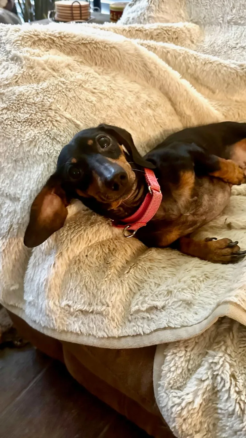 Phoebe thumbnail 2