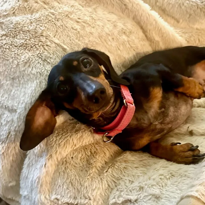 Phoebe thumbnail 4